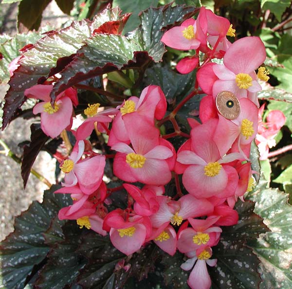 B. ‘Dotty Miller’